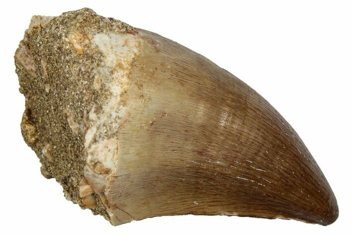 Fossil Mosasaur (Thalassotitan) Tooth - Morocco #345170